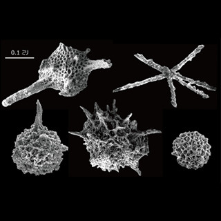 糸魚川市で約4億2000万年前の化石が発見される - 新潟県内で最古