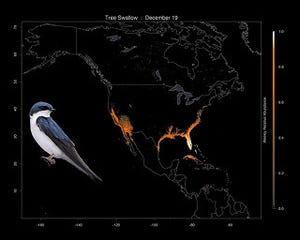 野鳥データベース構築プロジェクト「eBird」の基盤がMicrosoft Azureへ