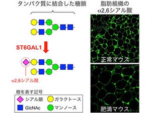 脂肪の増殖を抑え、肥満を防ぐ糖鎖を発見 - 理研