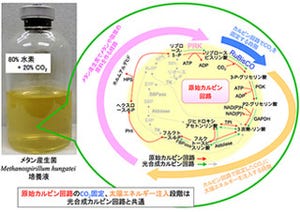 神戸大など、光合成の進化的な原型を太古の微生物から発見