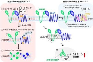 京大、体内の脂質量をビタミンDが抑制すると発表-がん・メタボ予防に応用