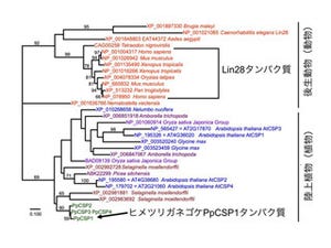 動物と植物に共通する幹細胞化誘導因子 - 金沢大が発見