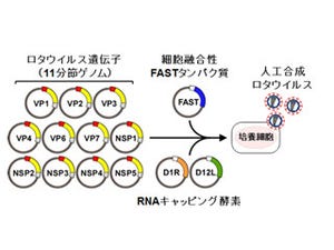 ロタウイルスを人工的に合成することに成功 - 阪大