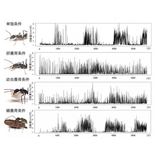 卵や幼虫を世話する働きアリは24時間活動し続ける - 東大