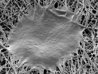 グンゼなど、布を足場にES/iPS細胞を大量培養する方法を開発