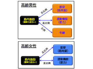 高齢者の筋肉内に蓄積する脂肪は運動機能低下と関係している - 名大