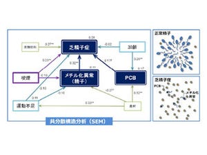 東北大、精子異常による男性不妊と血中PCB濃度の関連性を確認