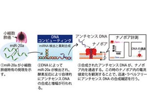 東京農工大、小細胞肺がんの診断と治療薬の合成を同時に行うシステムを開発