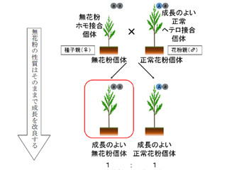 抜本的なスギ花粉症対策に期待-FFPRI、無花粉遺伝子の高精度検出技術を開発