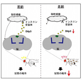 ⽼化したショウジョウバエはDilp3の発現低下により記憶力が低下 - 千葉大