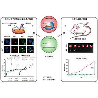 肝がん特異的変異遺伝子ARID2による発がんメカニズムが明らかに - TMDU