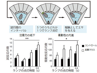 遺伝子治療でマウス成熟固体の統合失調症に類似した症状が回復 - 理研など