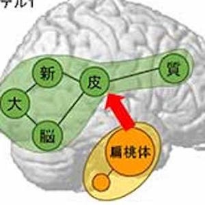 対人コミュニケーションでは、感情が認知に素早く影響する - 京大