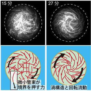 早大、大きさを自在に制御できる人工細胞システムで細胞質流動を再現