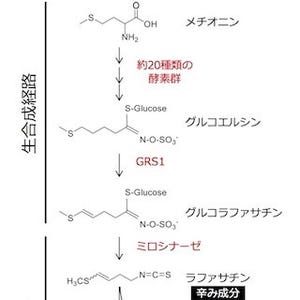 東北大学×農研機構、たくあんの色・ニオイを合成する遺伝子を発見