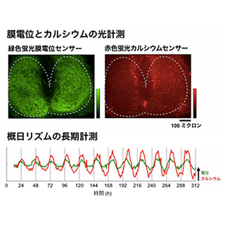 北大、脳の生物時計中枢における神経活動リズムを直接可視化