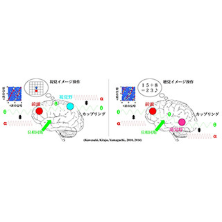 脳内でイメージするとき、脳波リズムの位相差が情報を振り分ける-北大など