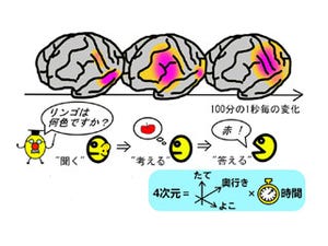 脳の言語機能部位特定向け四次元脳機能マッピングを実現-米ウェイン州大など