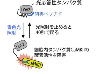 生理研、光照射のオン/オフで神経細胞シナプスの機能を操作することに成功