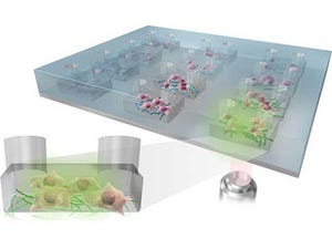 京大、ヒト多能性幹細胞に適した環境を見出す細胞培養デバイスを開発