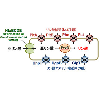 自然界にはほとんど存在しない亜リン酸がないと生き残れない大腸菌 - 広島大