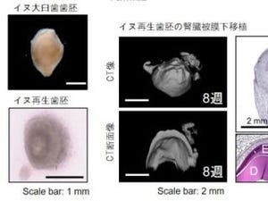 歯の再生技術、ビーグル犬で実証 - ヒトへの応用に一歩進展