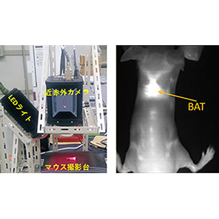 産総研、脂肪を燃焼させる組織を可視化する近赤外蛍光造影法を開発