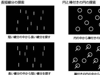 日本人と北米人の"物の探し方"は違う - 文化が視覚処理にも影響