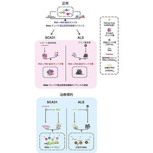 RNA/タンパク質の不均衡が、脊髄小脳変性症やALSを引き起こす可能性 - TMDU