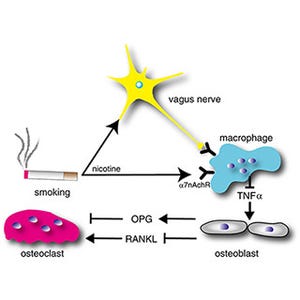 迷走神経とニコチンに骨量を減らす作用 - 慶大がマウスで確認