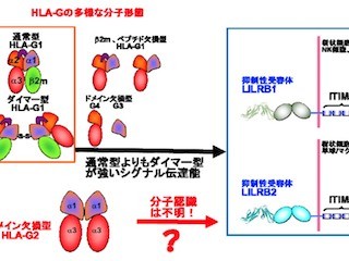 北大、異なるクラスのMHC分子の特徴的構造をあわせ持つHLA-Gの新規構造解明