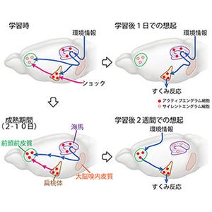 記憶はどのように海馬から大脳新皮質へ転送され固定化されるのか - 理研