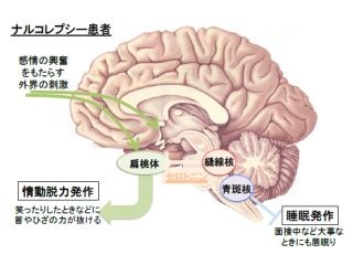 ナルコレプシーの主な症状「情動脱力発作」を防ぐ神経回路を解明 - 金沢大