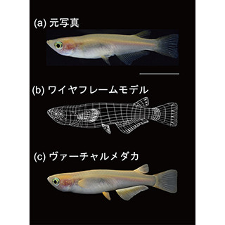 リアルなヴァーチャルメダカ、メダカの群れ形成メカニズム解明に貢献