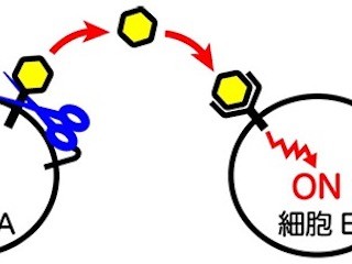 医科歯科大ら、細胞間コミュニケーションを制御する新しい分子構造を解明