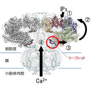 理研、脳機能に必要なイノシトール三リン酸受容体の動作原理を解明