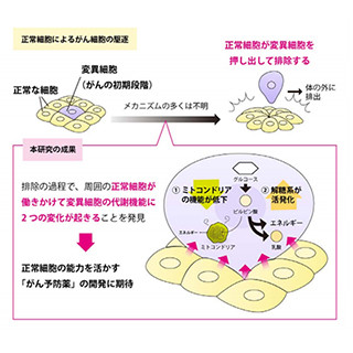 正常細胞に囲まれた変異細胞では2つの代謝変化が生じている - 北大