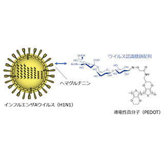 TMDU、ヒトインフルエンザウイルスを選択的に検出する導電性高分子を開発