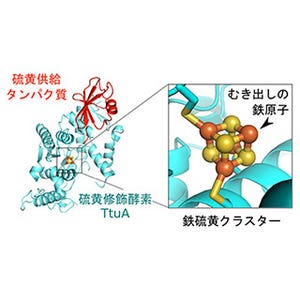 ミトコンドリアの機能に関与する硫黄修飾の新たな反応機構 - 北大と産総研