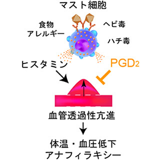 プロスタグランジンD2が過度なアナフィキラシーを抑える - 東大