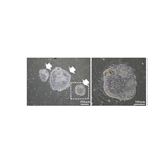 国環研など、ニワトリ体細胞からiPS細胞を効率的に樹立することに成功