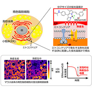 早大、褐色脂肪細胞からの熱産生を光学顕微鏡で観察できる蛍光温度計を開発