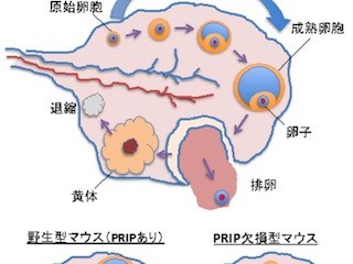 九大、卵子の成熟を助ける新しい分子を発見- 不妊症の解明や抗老化に期待