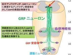 岡山大、オスの性機能を調節する脊髄神経回路は哺乳類で普遍的であると解明