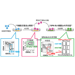 免疫細胞を若返らせ、がんに対して強い効果をもつ細胞の作製に成功