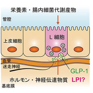 リゾリン脂質がインスリンに関わる消化管ホルモンの分泌を促進する - 東大