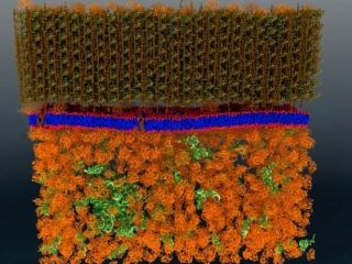 生きた細胞膜をナノスケールで直接観察する手法を開発 - ORNL