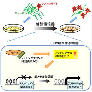 九大、ヒトiPS細胞由来神経幹細胞を短期間でアストロサイトへ分化誘導