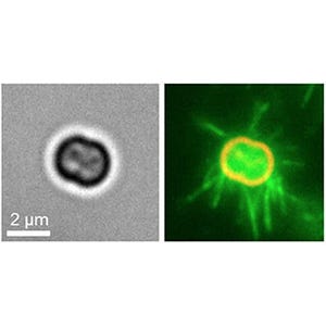 スパイダーマンのように動く微生物の運動と制御メカニズムが明らかに