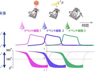 理研、「出来事の順序」を記憶する仕組みの発見- 脳の"海馬"で圧縮表現